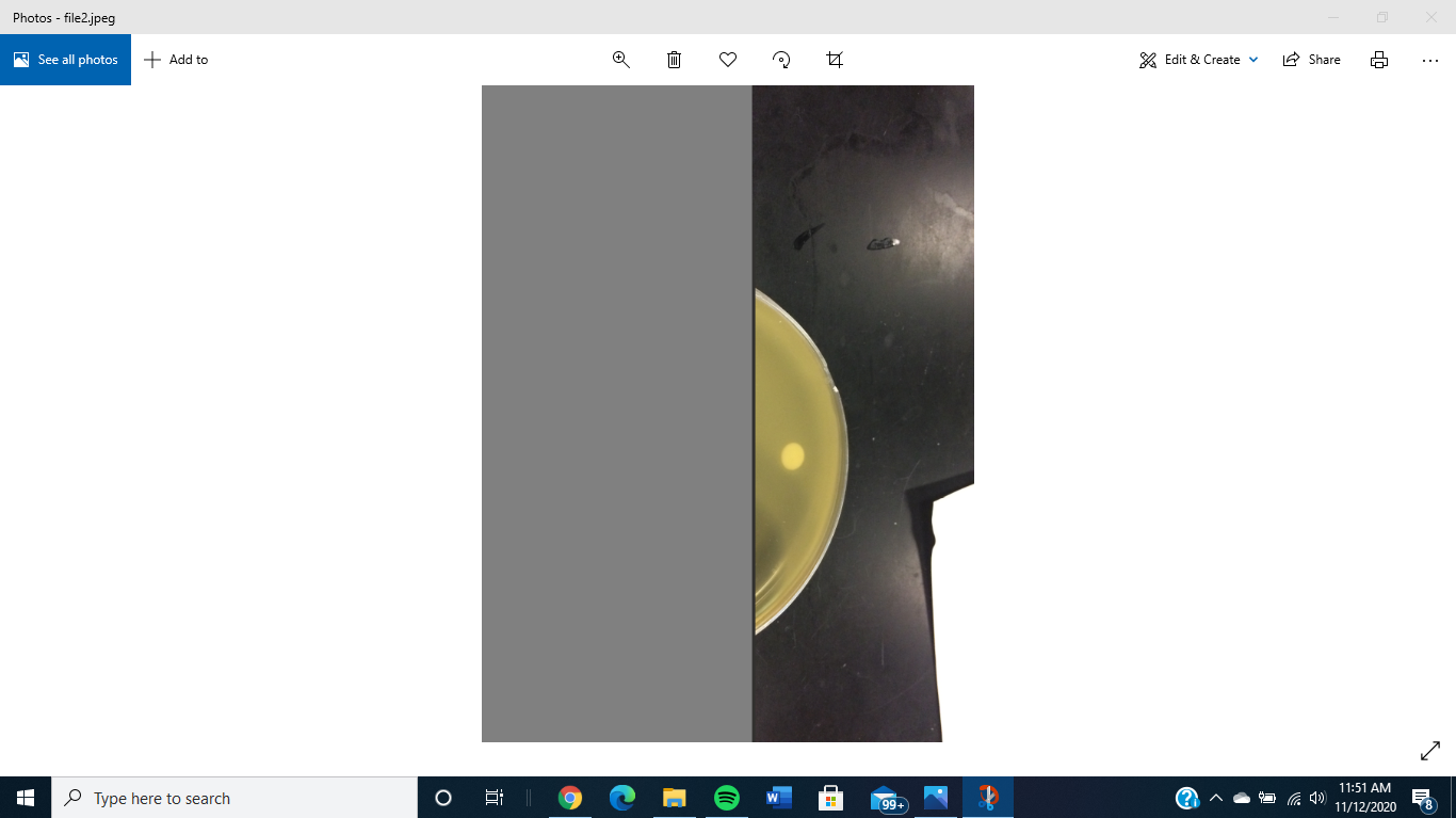 Photo's have large gray boxes covering over half of the image. Look fine in the Thumbnail. 1cd212db-e855-4d43-9c64-d533294ff403?upload=true.png