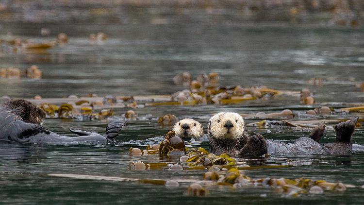 Why are prompts for likes used on top of the lock screen images in Windows 11?  I don't... 219565d1546498583t-windows-lock-screen-background-images-homer-alaska-1920x1080.jpg