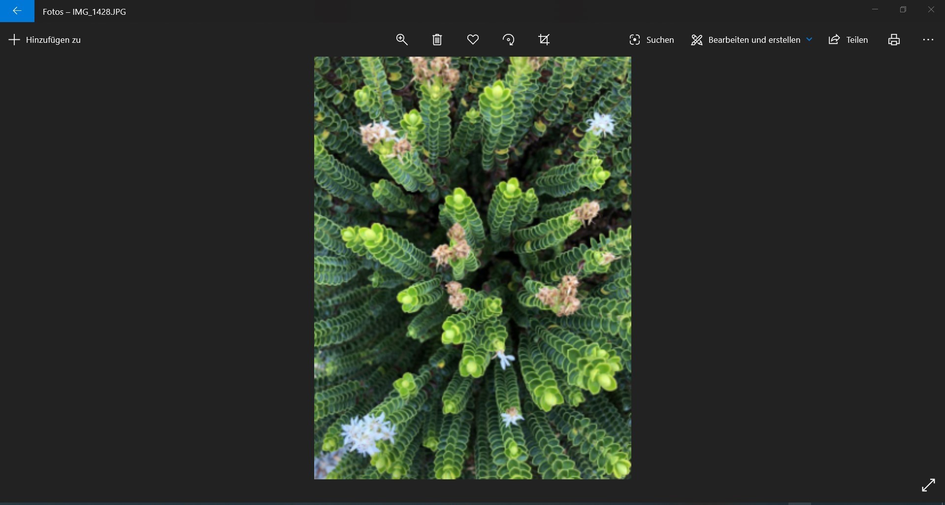 Win 10 Photo app does not show photos in high resolution 279b63b5-16dc-4549-912b-66e0a09e0308?upload=true.jpg