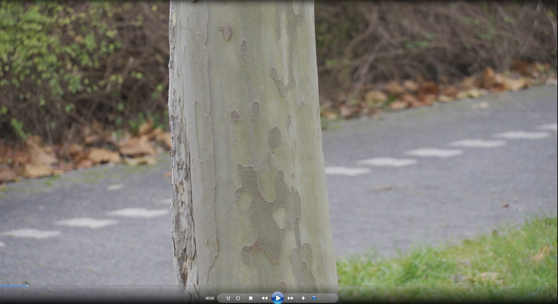 Problem with picture profile videos in the Photos app 57d58068-ad3d-463c-b4b4-29cebe5524b3?upload=true.jpg