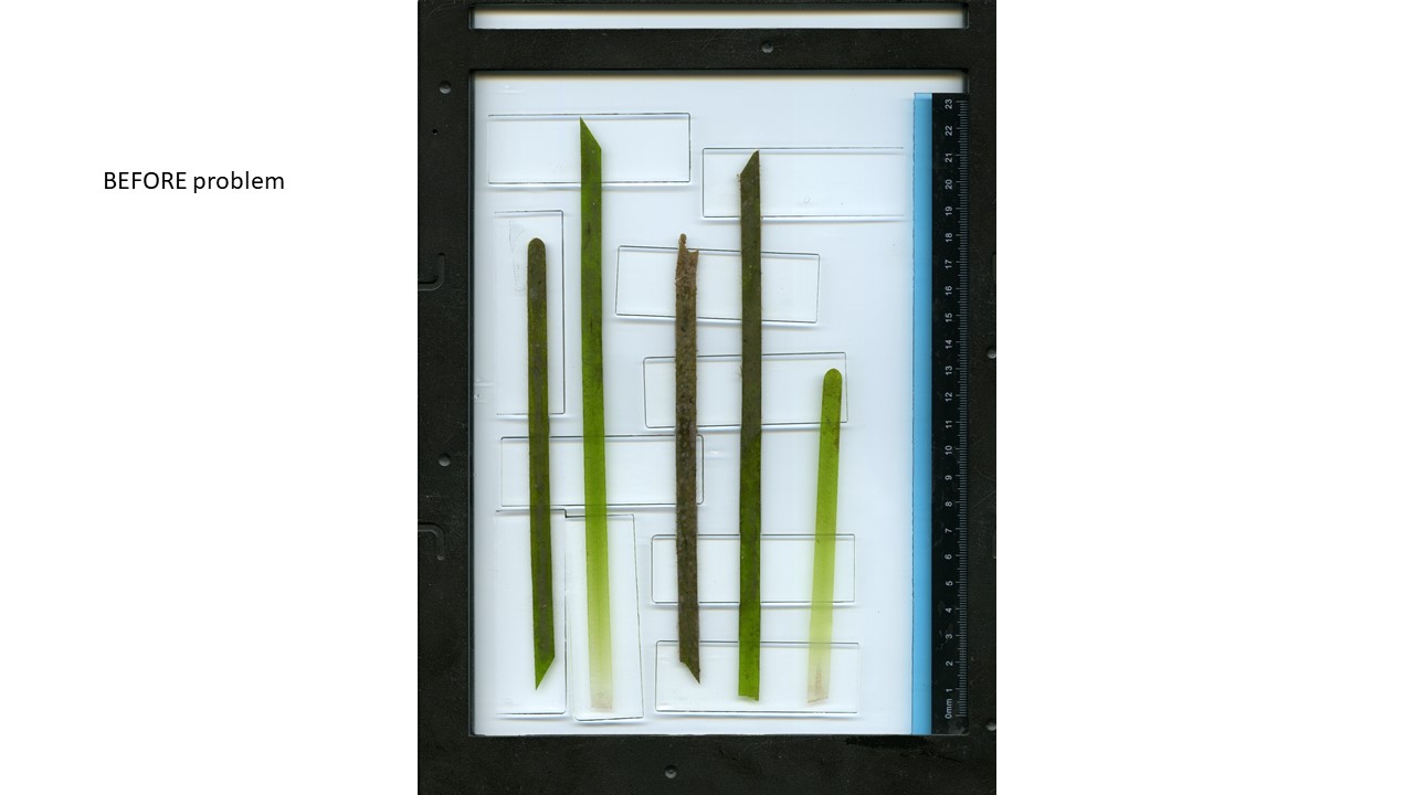 Epson Scanner V750 Pro w/light spot superimposed 61e8ae97-cae5-4dd3-ad44-dbac31af4684?upload=true.jpg