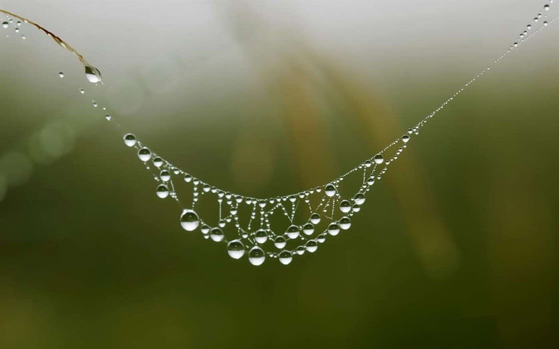 Microsoft releases new free scenic wallpapers for Windows 10 Cobwebs-wallpaper.jpg
