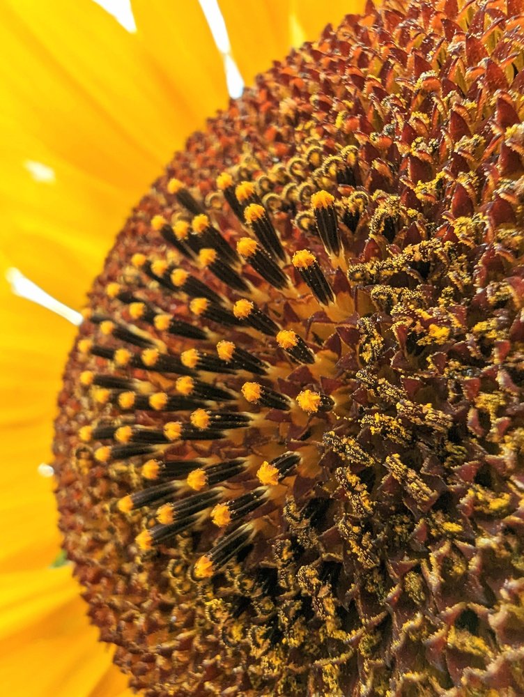 Does Pixel 7 Pro work with Microsoft 'Phone Link' Calls? Macro_Focus_1.max-1000x1000.jpg