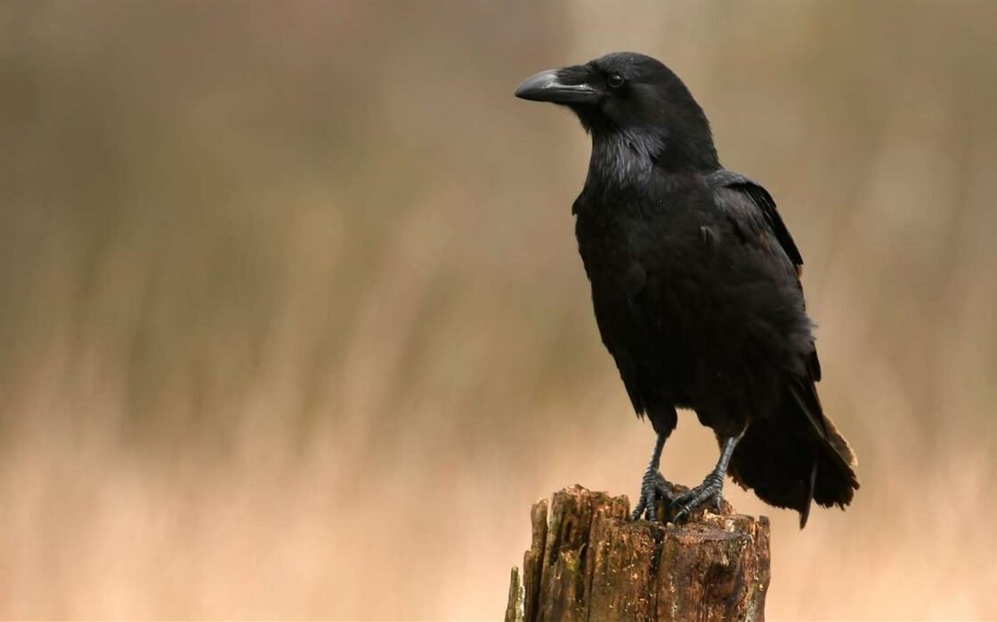 Microsoft releases new free scenic wallpapers for Windows 10 Raven-wallpaper.jpg
