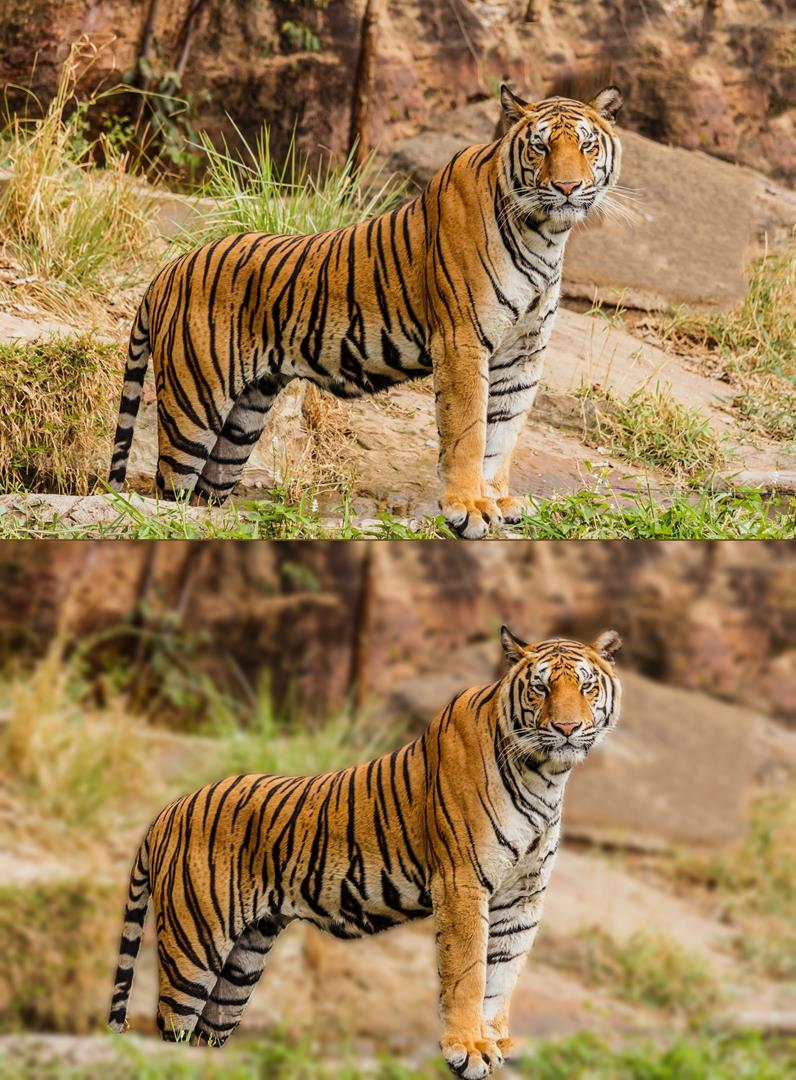 Windows 11's Photos app adds support for motion photo, background blur, search Testing-Background-Blur-in-Photos-App-Windows-11.jpg